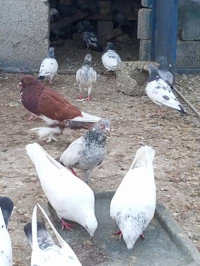 Gubara male for sale