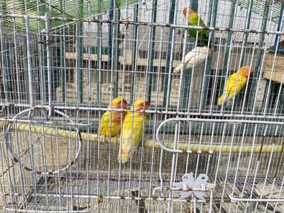 Love birds