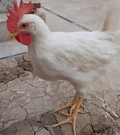 jis ko chaiyay rabta karay.