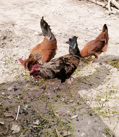 دیسی 3 مرغے 1 مرغی