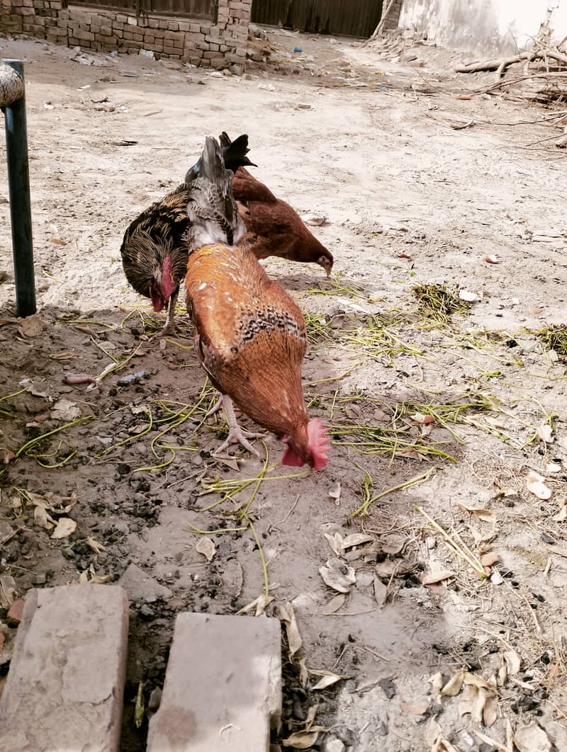 دیسی 3 مرغے 1 مرغی 2