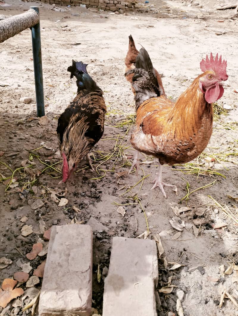 دیسی 3 مرغے 1 مرغی 3