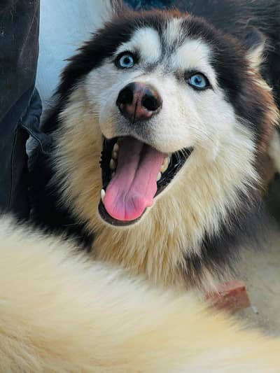 Siberian husky female