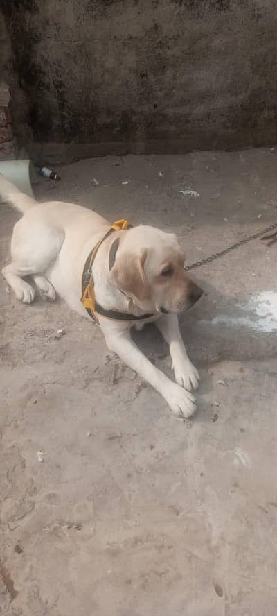 Friendly and Loyal Labrador Retriever Available