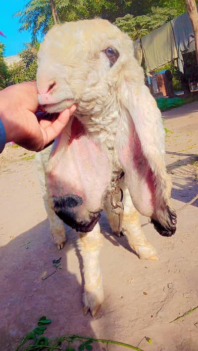 sheep Kajla | 0300-0091606
