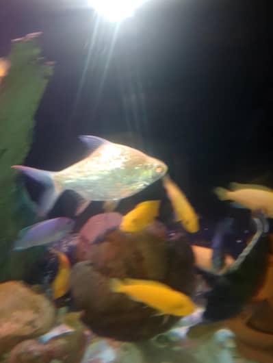 Tin Foil Shark Pair & one piece scart fish