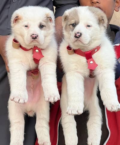 King Alabai pair pure breed security dog 2months for sale