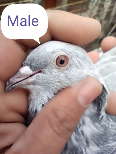 saleta pair for sale