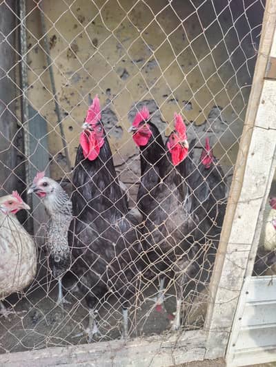 full acvite 2+ kg wt