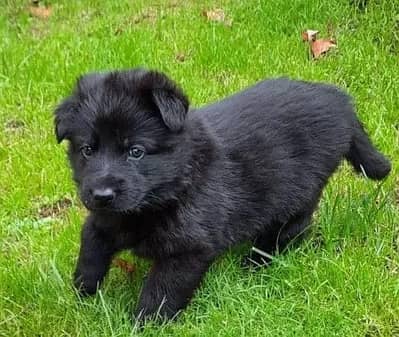 Black German Shepherd Male long coat puppy For Sale
