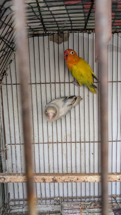 lovebirds breeder pair with cage for sale And 2 cages for sale