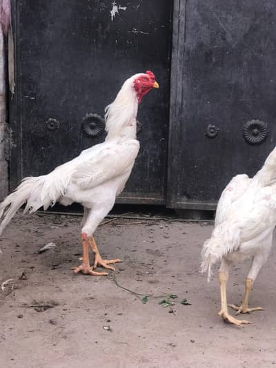 Aseel  shamo 4 piece