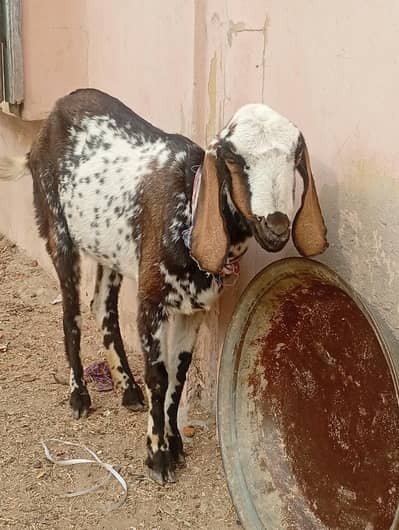 Pragnent Makhi Cheeni Goat without horns