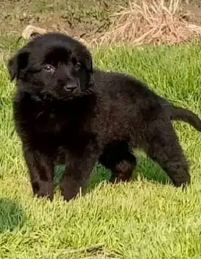 German shepherd dog / GST Dog / dog for sale