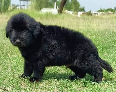 German shepherd puppies for sale / puppy / GSD pup