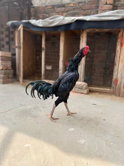 Aseel Thai full fresh male only