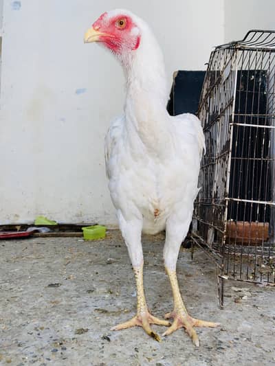 Pure White Shamo Female