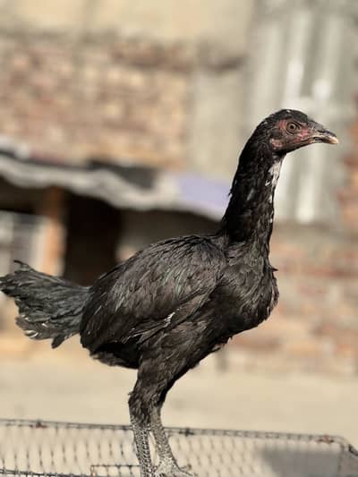 thai + burmi chicks available