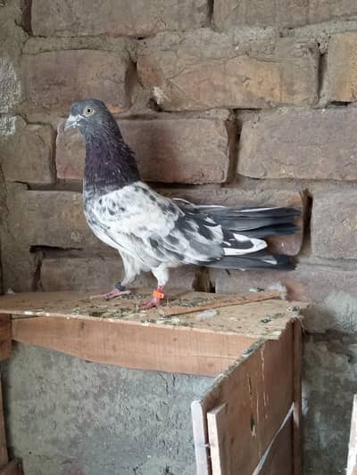 Pigeon / Kabooter Joro Wala