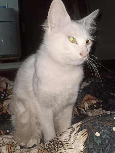 Pure white short hair