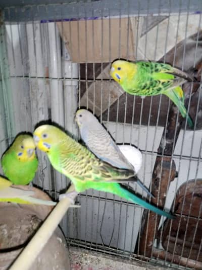 ache pair h h 03130879908 is number per call msg karo