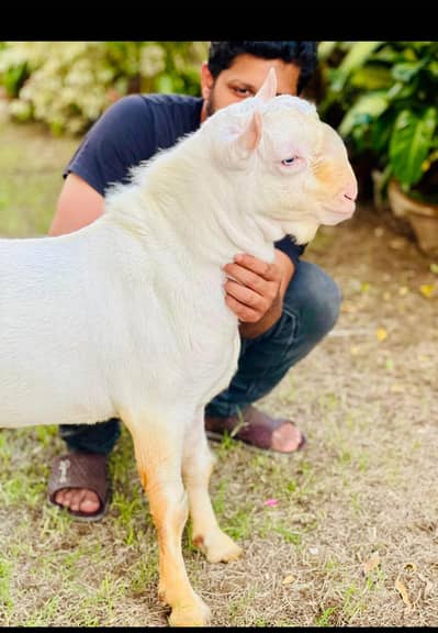 Mashallah premium quality ka Tedda for sale