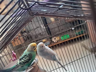 Hogoromo black wings /Black wing  Breader Pairs