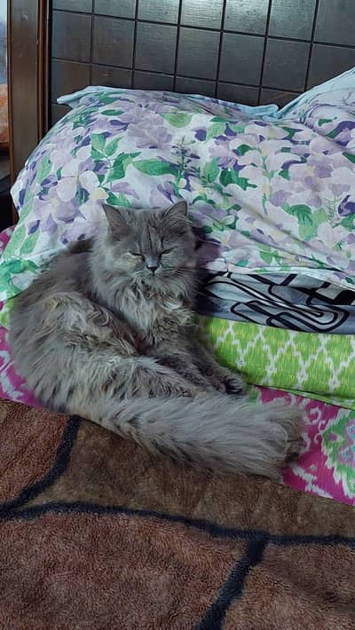 triple Court cat available for sale