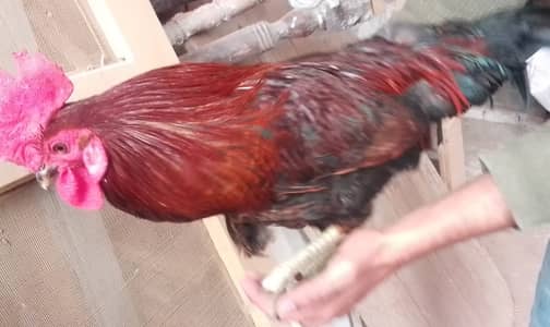 Desi Murga | Rooster | Male Hen