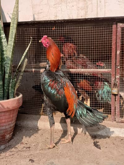 Imported bloodline Pathy available