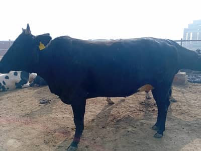 Cow for sale