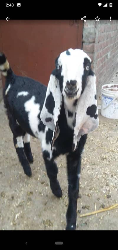 dasi Bakra bacha  03234438191