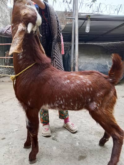 Dasi highted and weighted Bakra for sale