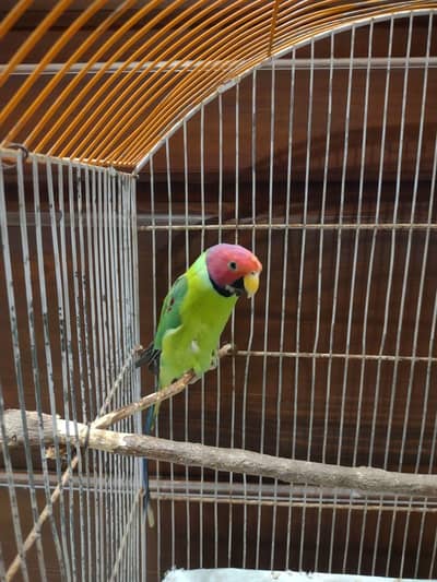 Plum Head Parrot