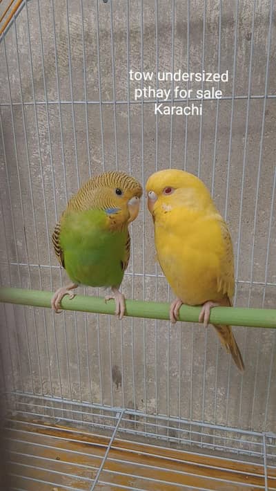 undersize buggies pthay