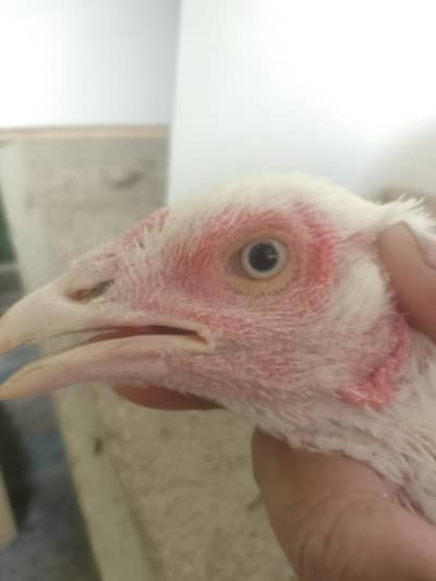 indian cross blue eye blood line