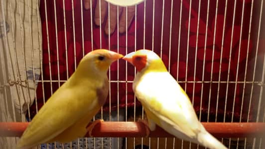 Lady Gouldian Finch Pair
