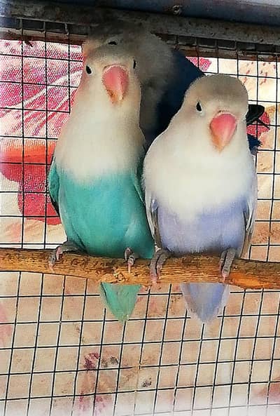 pair of white albino and blue split with ONE peace free