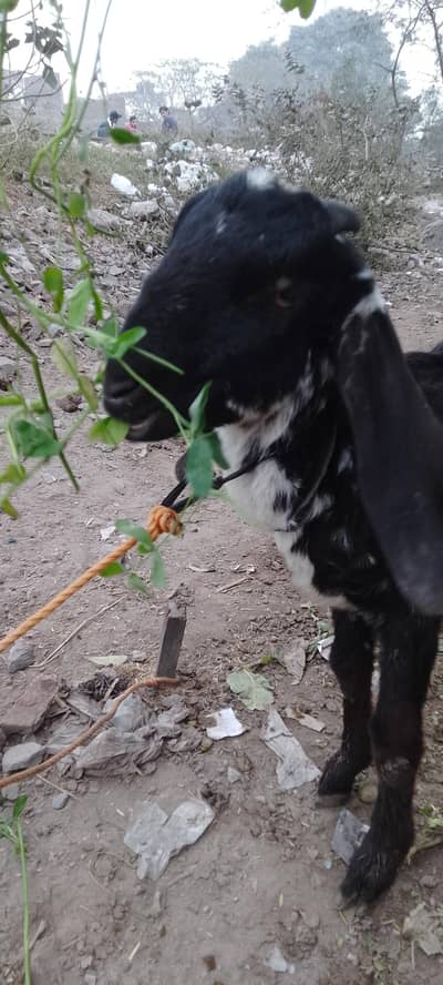 makhi cheena Desi bakra