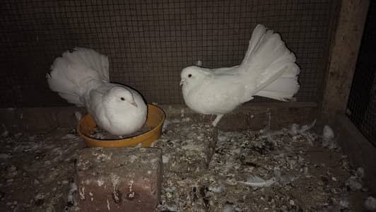 white lakha pair