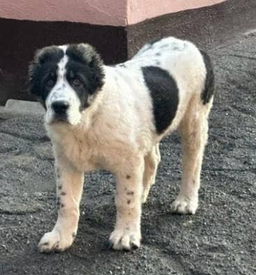 IMPORTED ALABAI PUPPIES ARE AVAILABLE FOR SALE