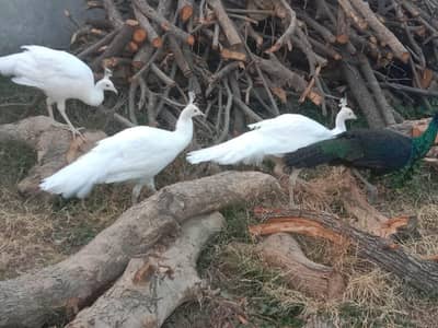Albino White Peachicks