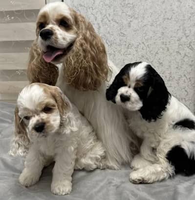 IMPORTED AMERICAN COCKER SPANIELS PUPPIES AVAILABLE FOR SALE