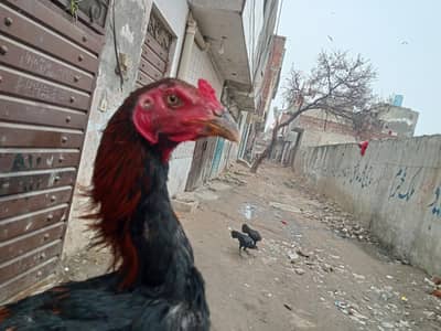 puer burmi pkoya ptha  03204662945 Whatsapp nbr only