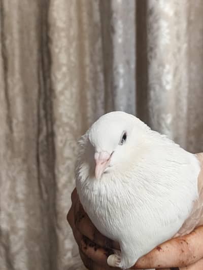 lakkay kaboter ka pair