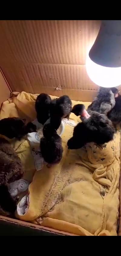 8 chicks for sale