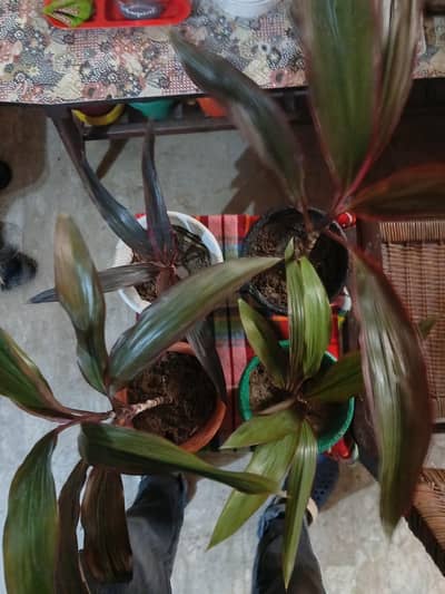 Real indoor beautiful plants