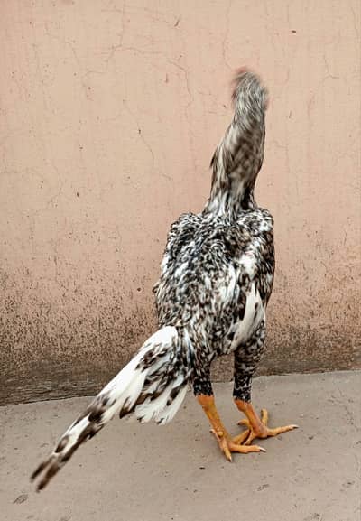 Aseel Coco Shamo murga for sale