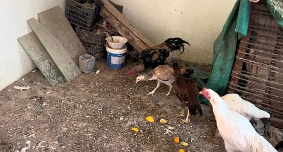 aseel male female sale