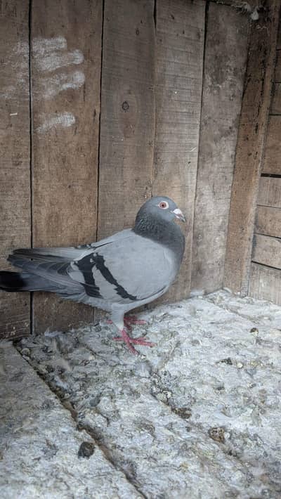 top quality rasar pair